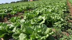 Володарские аграрии вырастили в этом году 700 тонн овощей