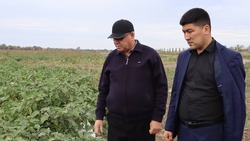 В селе Калинино Володарского района собирают урожай салата