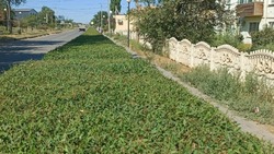 В рамках благоустройства в поселке Володарский косят сорняки