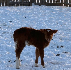 Фермеры из Козлово получили необычную «валентинку»