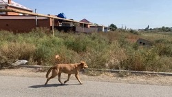 Прокуратура Володарского района добилась выплат для ребёнка после нападения собаки
