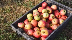 400 килограммов яблок собрал в своем саду володарский агроном