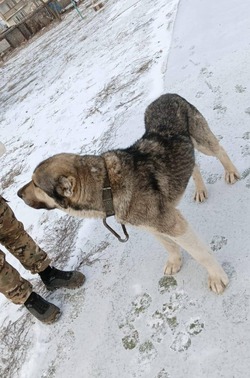 Стало известно, кто займется отловом бродячих собак в Володарском районе этом году