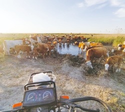 Шесть володарских фермеров получили государственную поддержку