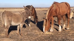 В Володарском районе определились с тем,  кто будет отлавливать безнадзорных коров
