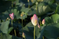 Более 40 миллионов рублей принес туристический налог Астраханской области