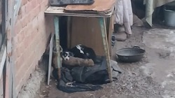 В Володарском районе проверили эффективность расходования средств на отлов собак