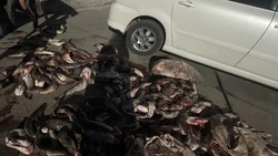 В Володарском районе полицейские изъяли у водителя более 300 килограммов сома