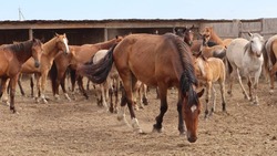 В КФХ володарского фермера пополнение: 30 голов лошадей калмыцкой породы