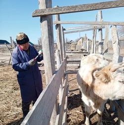 Специалисты рассказали, как в Володарском районе следят за здоровьем сельхозживотных