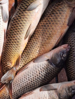 Володарских рыбаков подозревают в краже рыбы