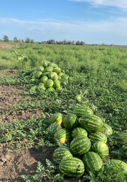 Фермер из Султановки начал выращивать арбузы 